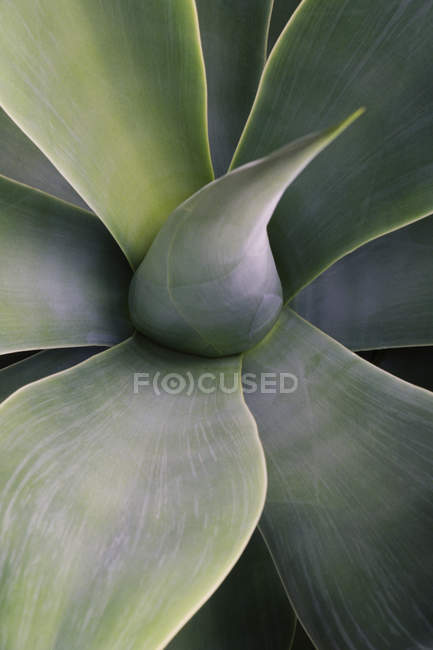 Pianta succulenta della yucca — Foto stock