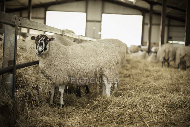 Ovelhas em um celeiro durante o tempo de cordeiro . — Fotografia de Stock