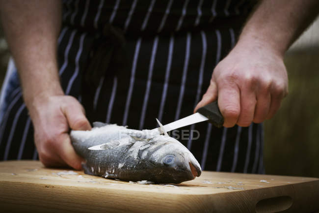 Chef scalare un pesce fresco
. — Foto stock