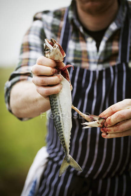Koch entkernt eine Makrele. — Stockfoto