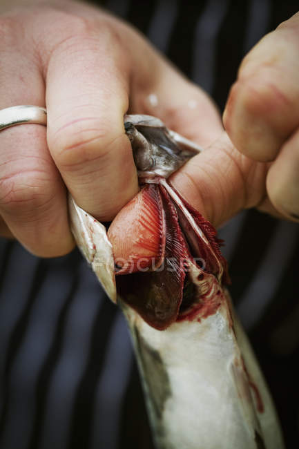 Chef gutting a Mackerel. — Stock Photo