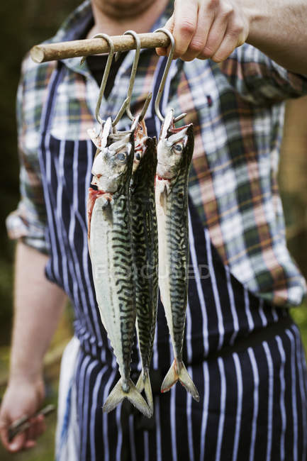 Chef sosteniendo pescado de caballa - foto de stock