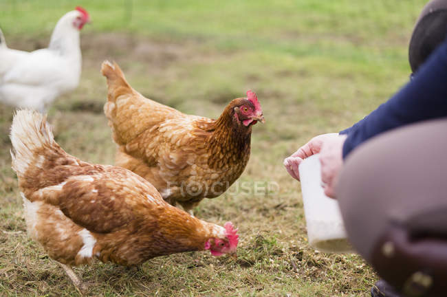 Hens pecking at grain on ground — Stock Photo