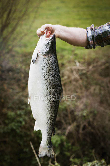 Uomo che detiene grandi pesci salmone . — Foto stock