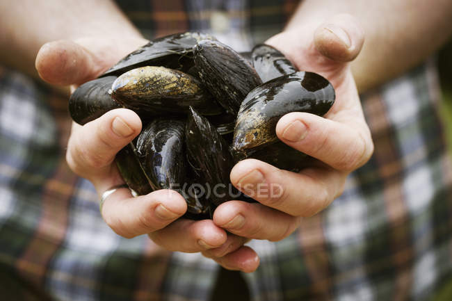Black Mussels in his hands. — Stock Photo