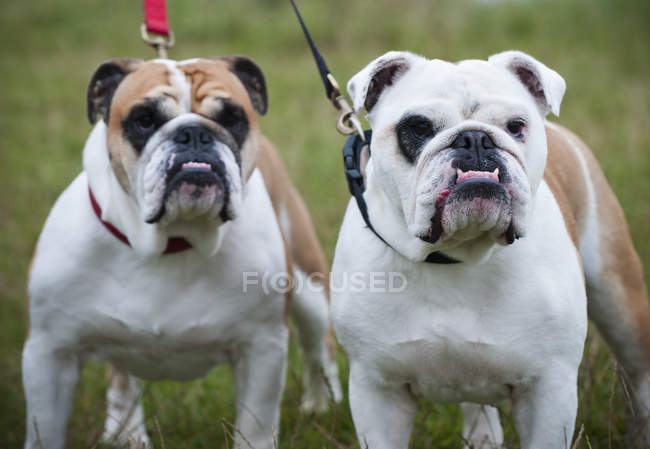 Dos Bulldogs ingleses blancos y cervatillos - foto de stock