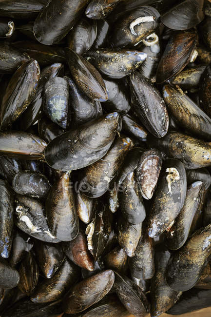 Fresh Black Mussels. — Stock Photo