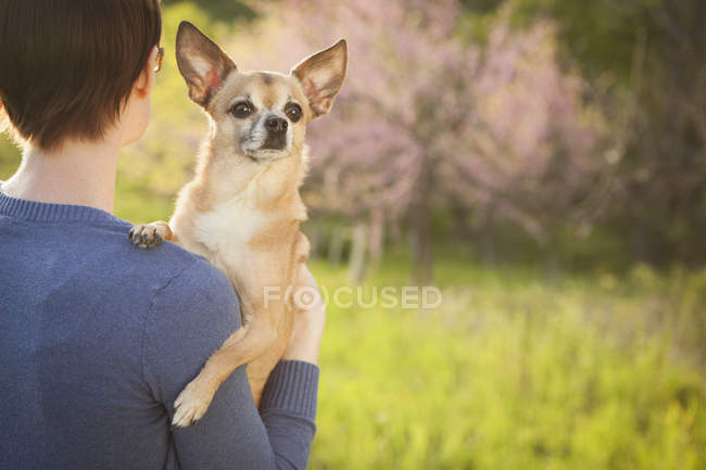 Mulher Segurando pequeno chihuahua cão — Fotografia de Stock