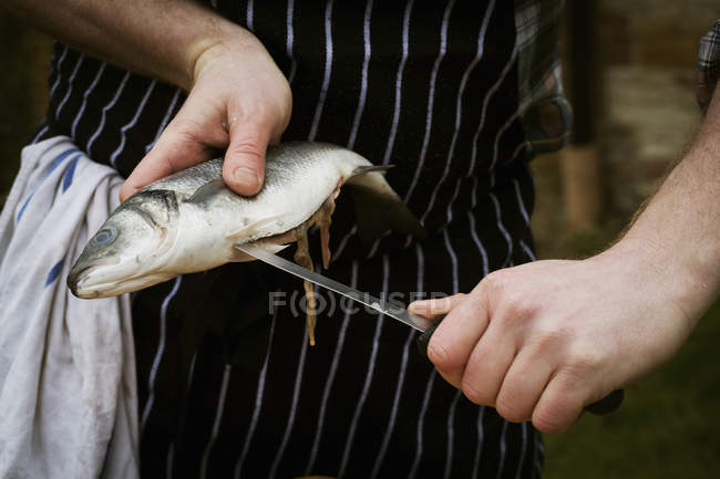 Chef filetear un pescado fresco . - foto de stock