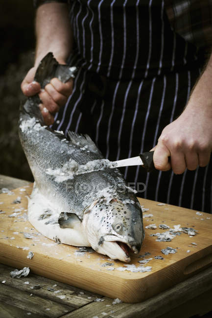 Chef filetando um peixe fresco . — Fotografia de Stock