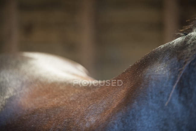 Curve of back of horse — Stock Photo