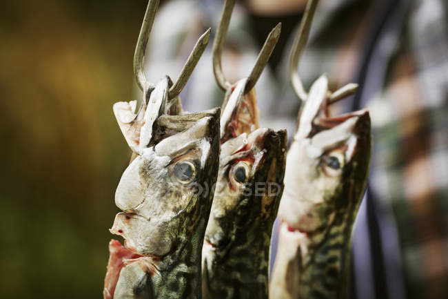 Mackerel fish hanging on hooks. — Stock Photo