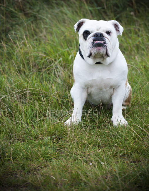 Bulldog inglés blanco - foto de stock