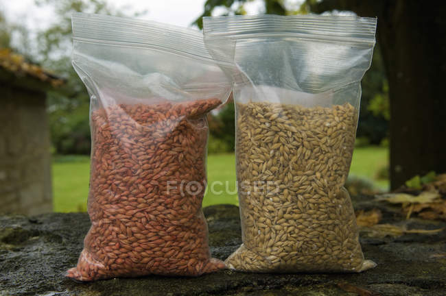 Dos bolsas de semillas de trigo - foto de stock