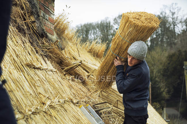 Thatcher che trasporta un filo di paglia — Foto stock