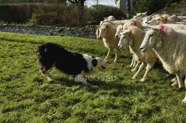 Perro pastor con rebaño de ovejas - foto de stock