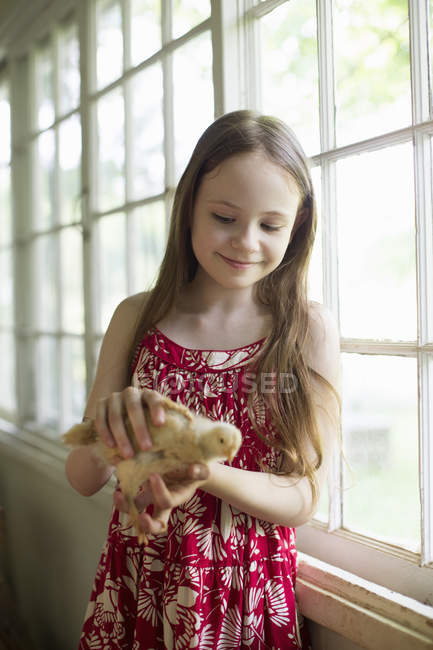 Girl holding young chick — Stock Photo
