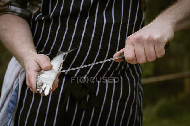Koch filetiert einen frischen Fisch. — Stockfoto