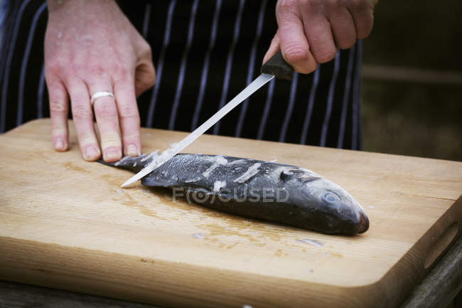 Chef scalare un pesce fresco . — Foto stock