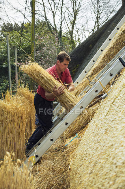 Thatcher carrying yelm of straw — Stock Photo