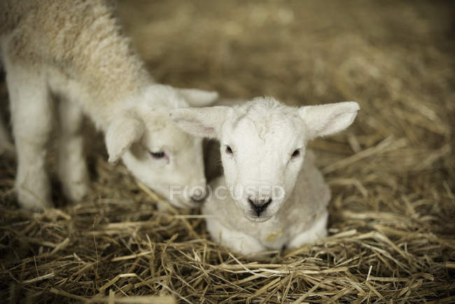 Cordeiros recém-nascidos em um galpão de cordeiro . — Fotografia de Stock