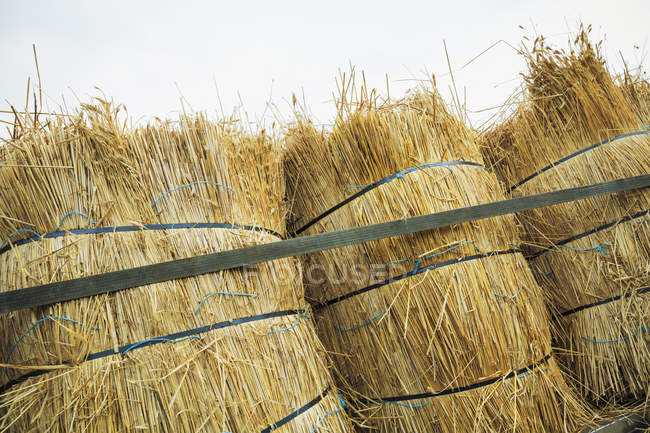Bundles of straw for thatching — Stock Photo