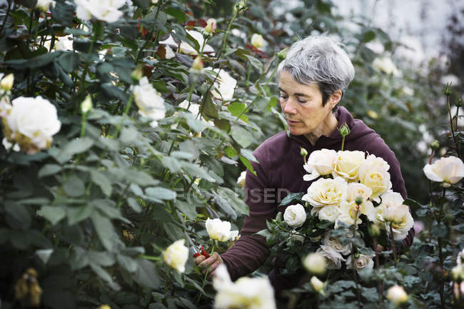 Mujer cortando flores - foto de stock
