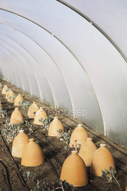 Rows of terracotta cloches protecting plants. — Stock Photo