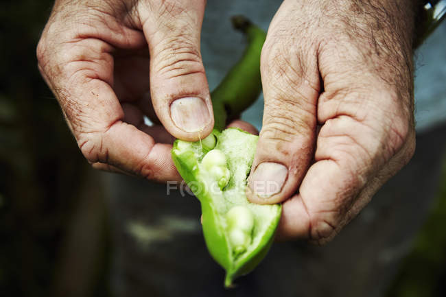 Gardener opening pea pod — Stock Photo