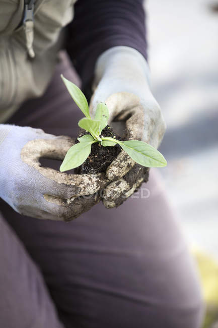Person planting small plant — Stock Photo