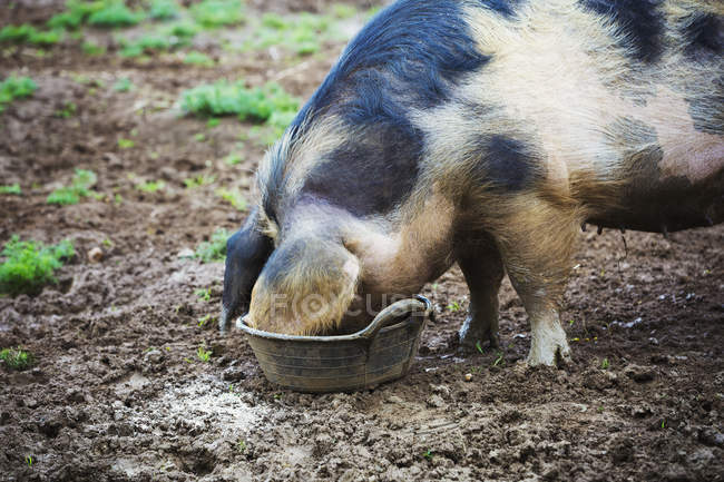 Pig drinking from bucket — Stock Photo