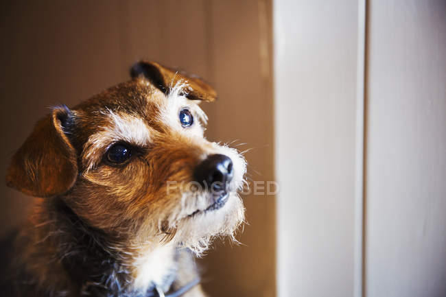 Pequeno cão terrier — Fotografia de Stock