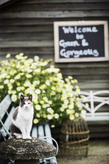 Кошка, сидящая на скамейке цветущих растений — стоковое фото