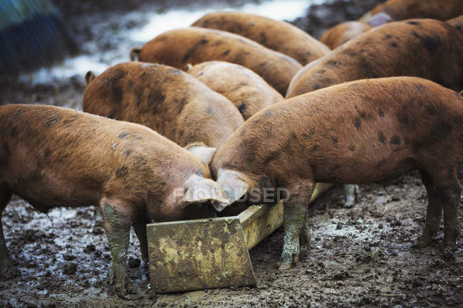 Cerdos que comen del abrevadero - foto de stock
