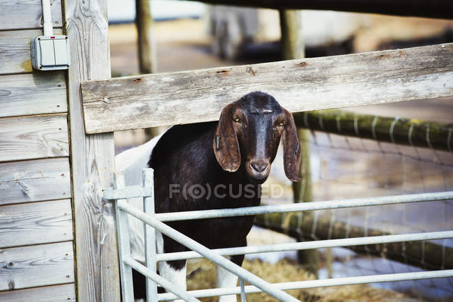 Cabra marrom em pé no recinto ao ar livre — Fotografia de Stock
