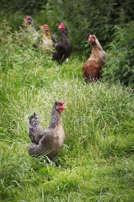 Domestic chickens in garden — Stock Photo