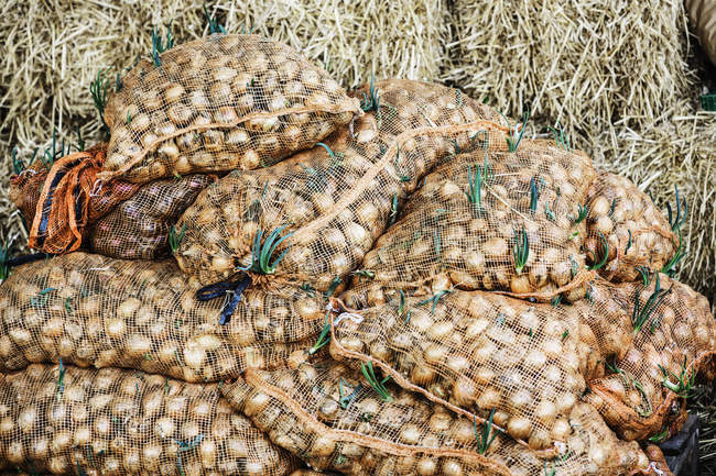 Sacchi di cipolle raccolte — Foto stock