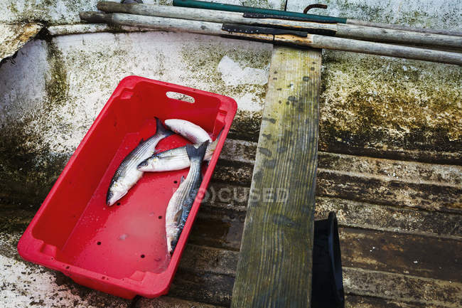 Box with four freshly caught fish — Stock Photo