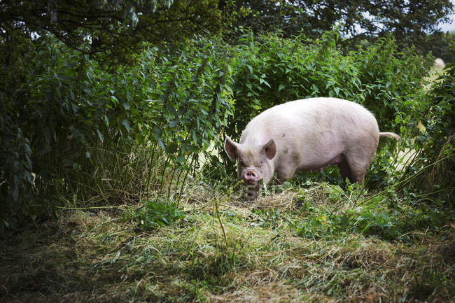 Cerdo forrajeando en un pasto - foto de stock