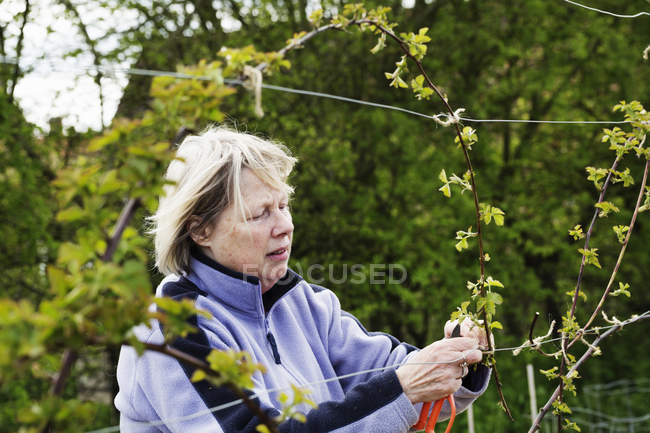 Woman tying in shoots — Stock Photo