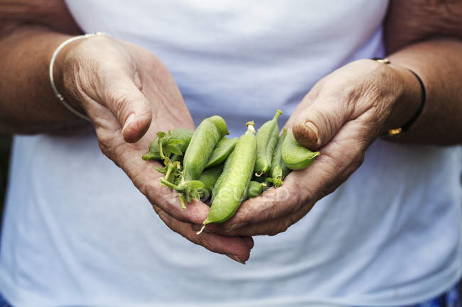 Hands holding handful of pea pods — Stock Photo