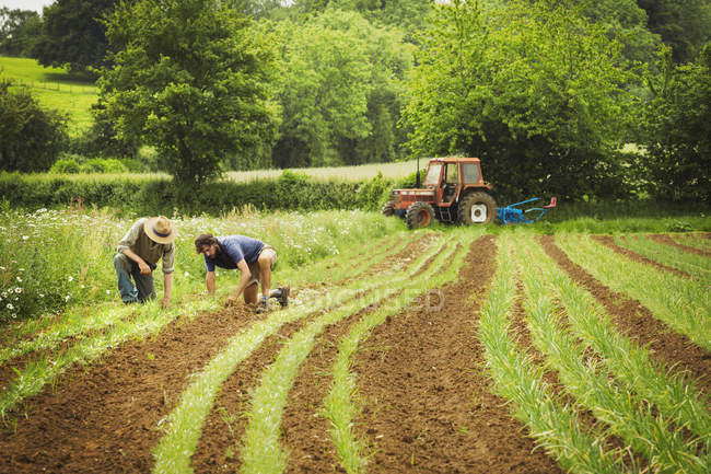 Men tending rows of small plants — Stock Photo