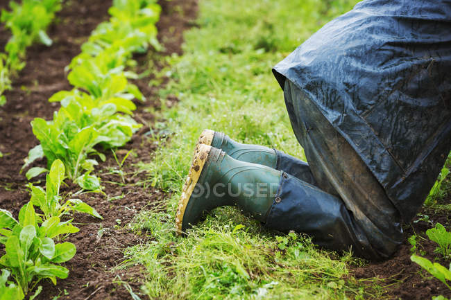 Man kneeling in field next to rows — Stock Photo