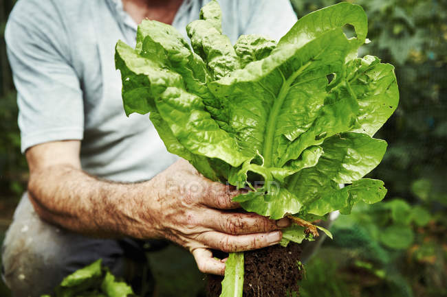 Giardiniere che regge la lattuga — Foto stock