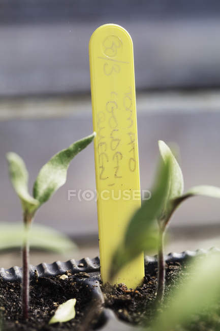 Etiqueta de la planta en una olla pequeña - foto de stock