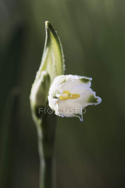 Caída de nieve flor blanca - foto de stock