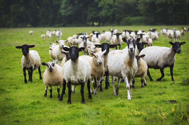 Schafherde auf dem Feld — Stockfoto