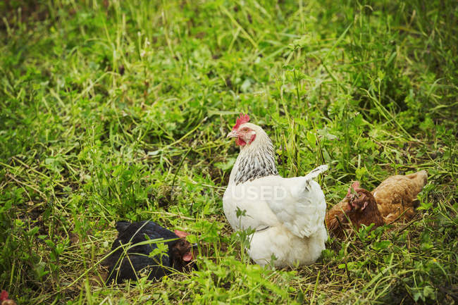 Три курицы на лугу — стоковое фото