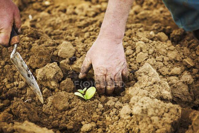 Uomo piantare piccola piantina di semenzaio — Foto stock