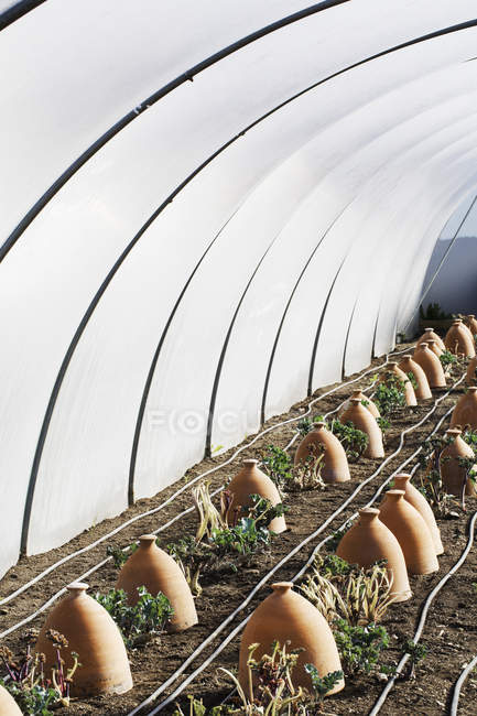 Rows of terracotta cloches protecting plants. — Stock Photo